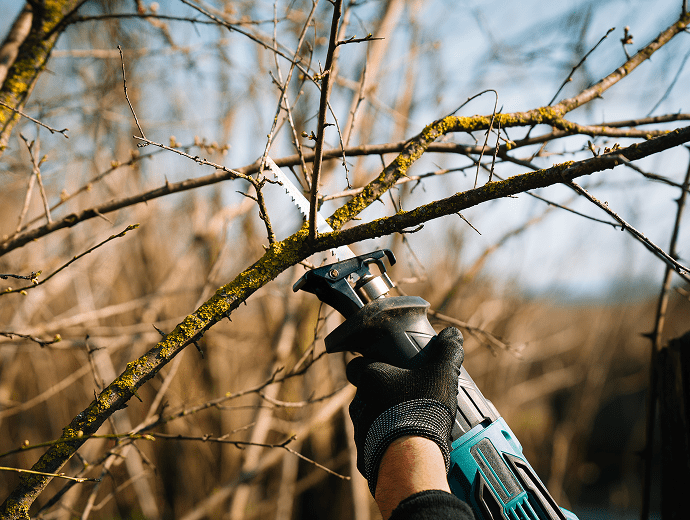 Plant Health Care (PHC)